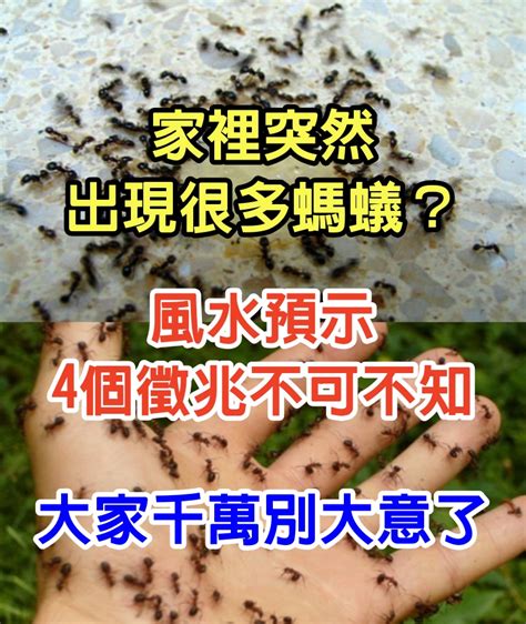 家裡出現很多螞蟻|家中突然出現很多小螞蟻怎麼辦？專家教你五招消滅家中小螞蟻、。